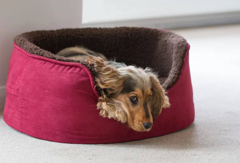 Meilleurs Lits pour Chiens au Québec, Canada