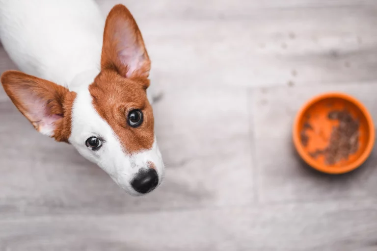 meilleure nourriture pour chien au Québec
