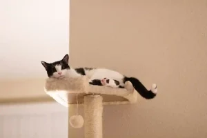 Meilleur arbre à chat au Québec