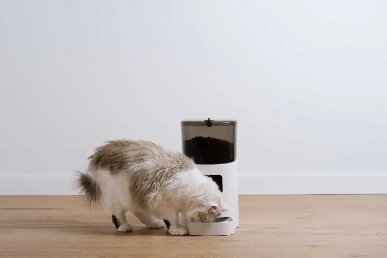 meilleur distributeur de nourriture automatique pour chat