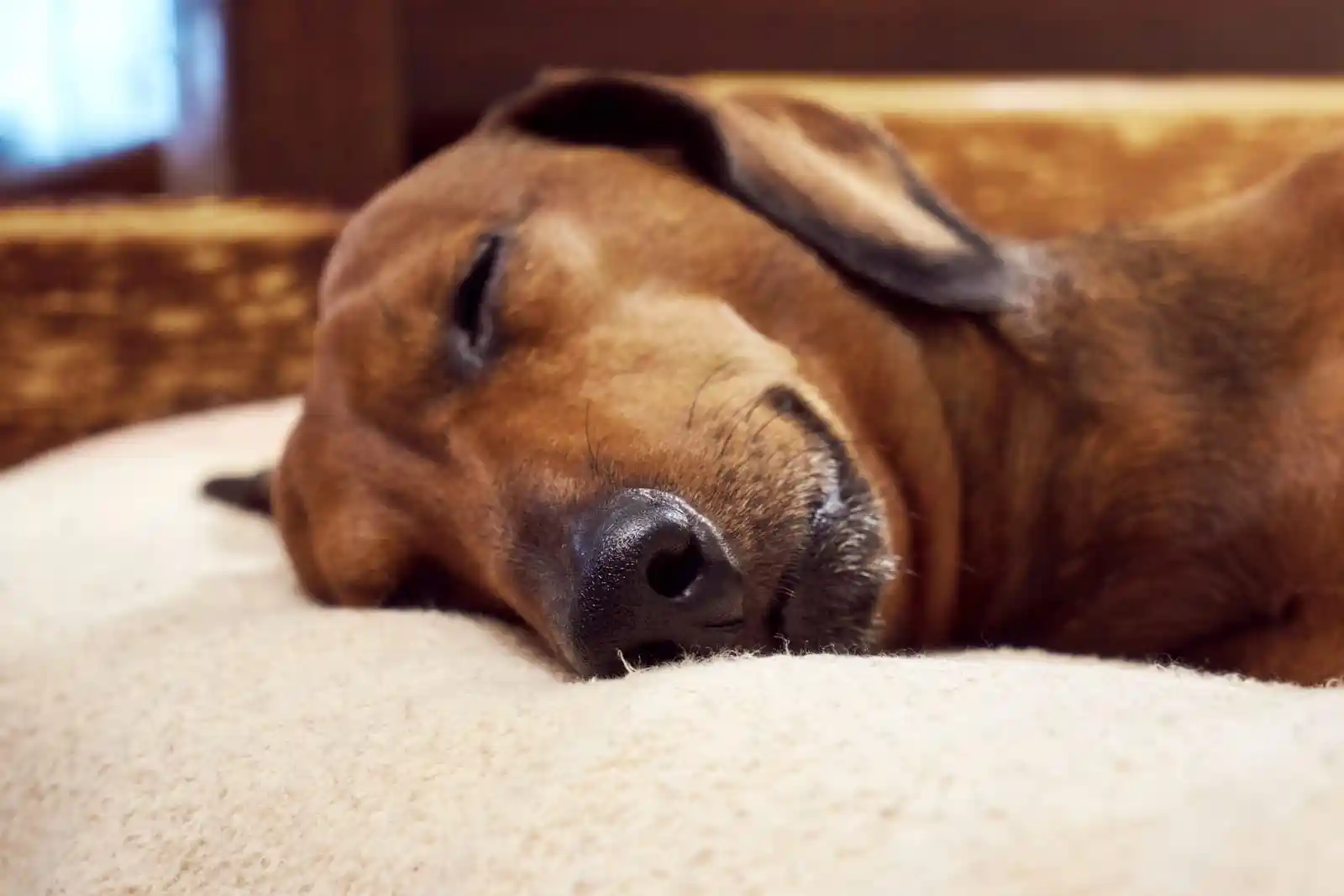 meilleur lit orthopédique pour chien au Québec