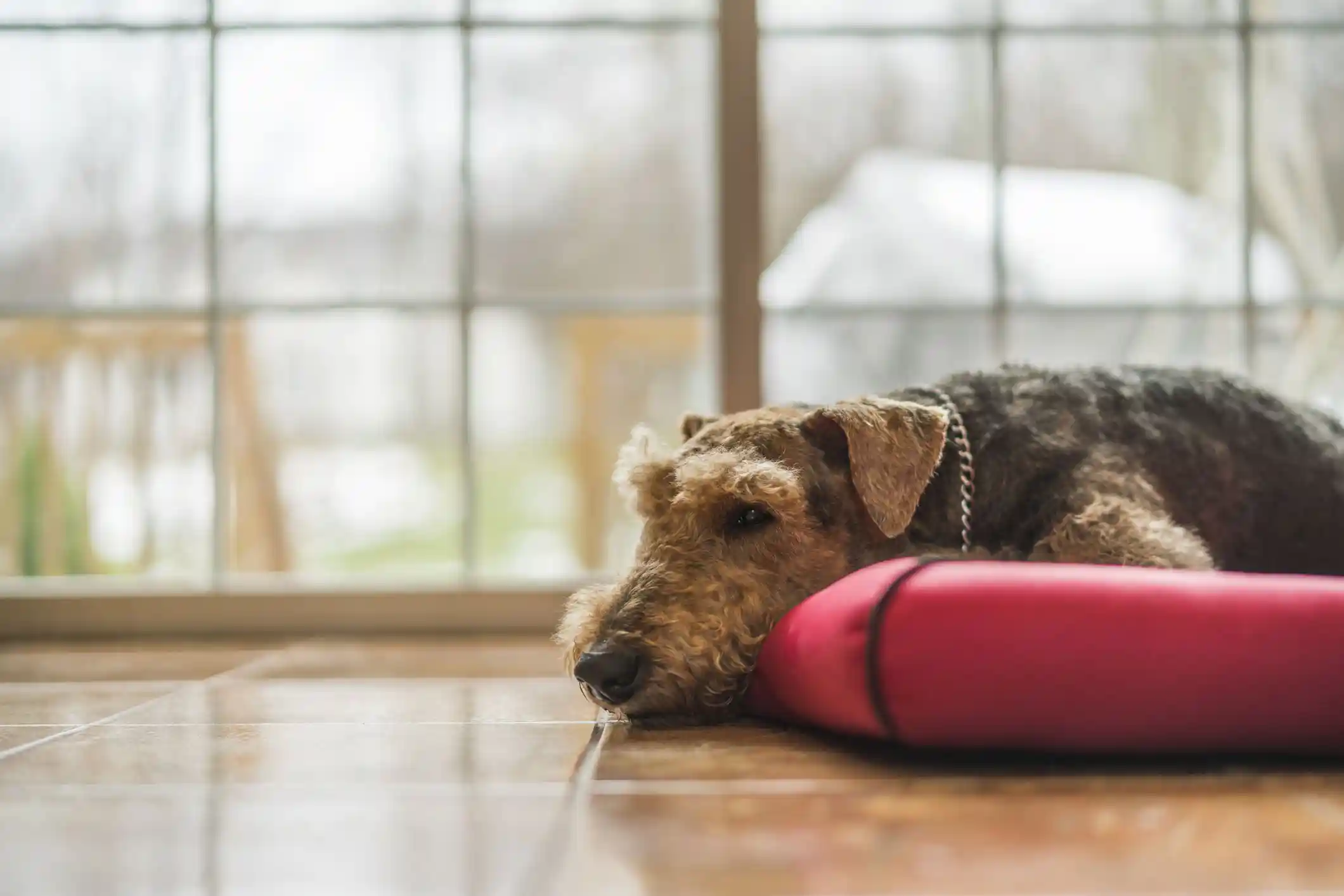 meilleur tapis chauffant pour chien au Québec