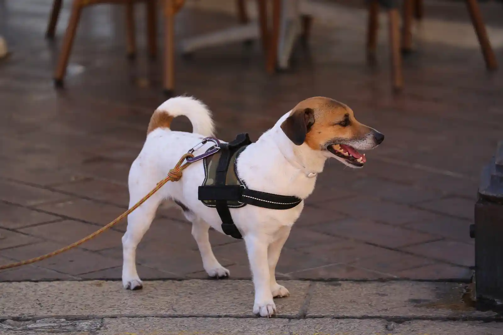 meilleurs harnais pour chien au Québec