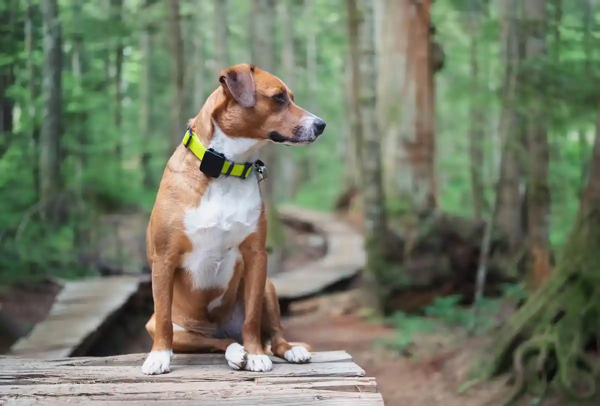 Meilleur collier GPS pour chien au Québec