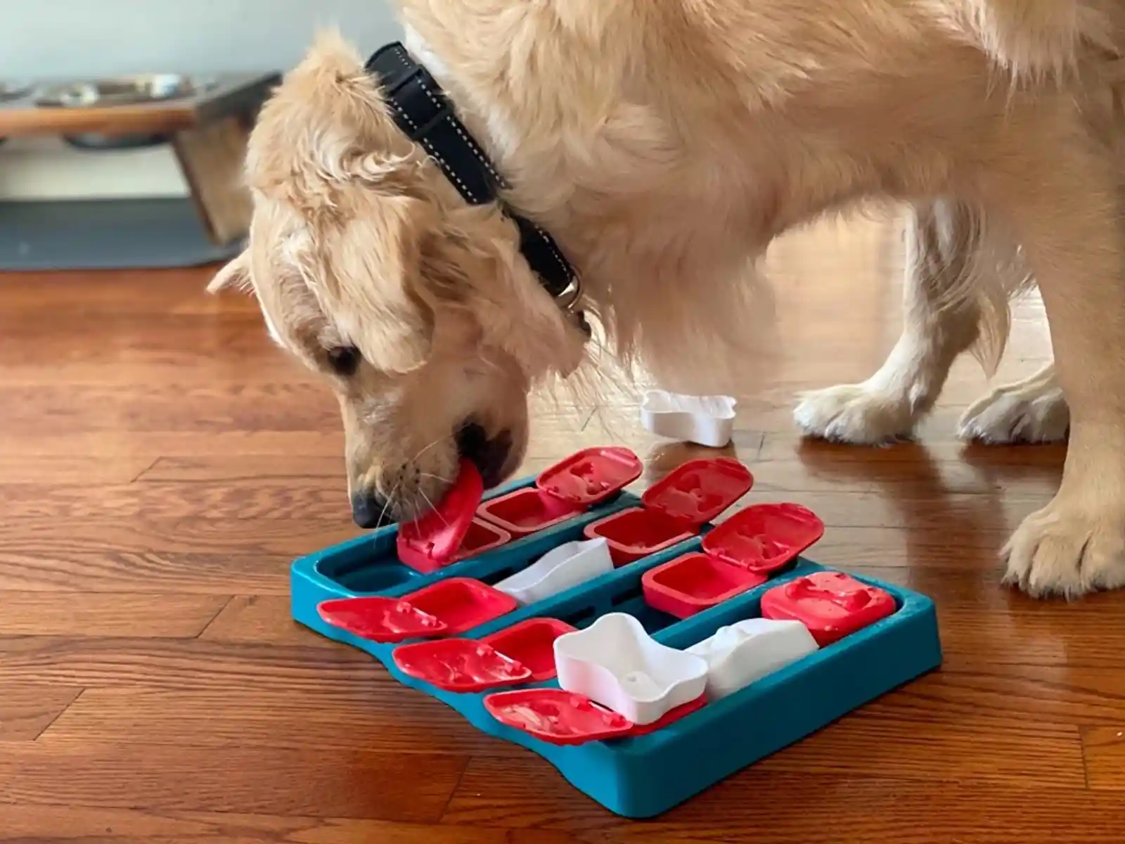 Meilleur jouet interactif pour chien au Québec