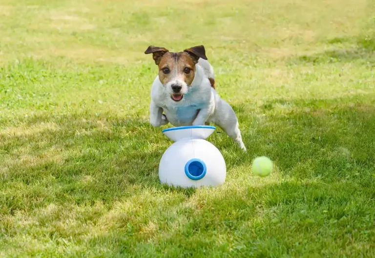 Meilleur lanceur de balle pour chien au Québec