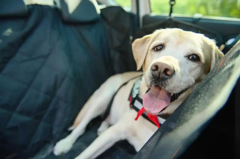 Meilleure housse de siège auto pour chien au Québec